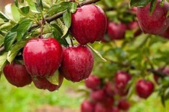 red apples grown on tree
