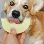 10 Foods You Should Never Feed Your Dog