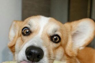 10 Foods You Should Never Feed Your Dog