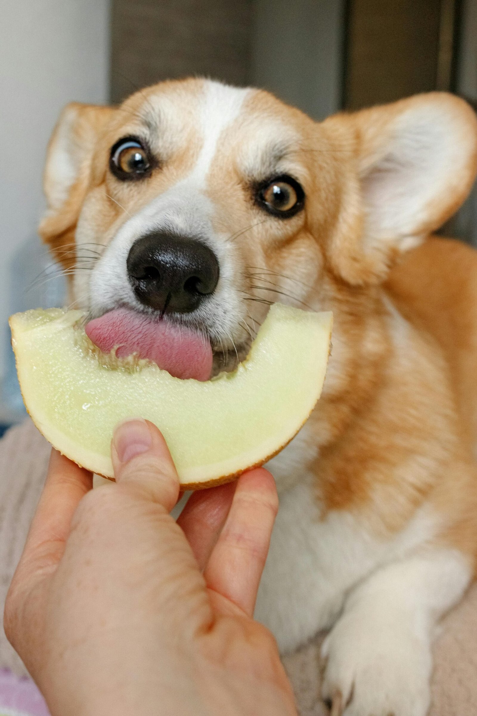 10 Foods You Should Never Feed Your Dog